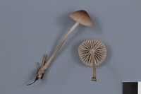 Mycena rubromarginata image